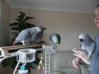 Papoušci africké šedé připraveni na nový domov