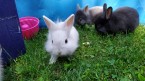 Zakrslé králiky