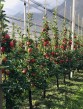 Zber jabľk v Taliansku s nástupom cca 15.09.2023
