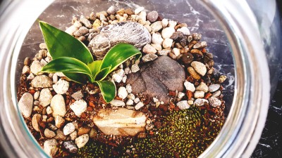 Rastlinka v sklenenej guli