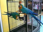 Modrý a zlatý papoušek ara
