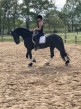 Rozkošný 5-ročný frízsky konský valach
