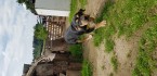 Stafordsirsky terier