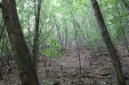 Lesný pozemok