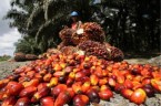 Palmový olej Surový a rafinovaný olej z palmových