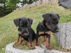 Deutscher Jagdterrier - šteniatka z PP. na predaj.