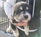 Stredoazijsky ovciak