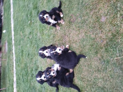 Bernský salašnícky pes