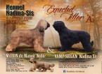 Briard - černá štěňata z mimořádného spojení