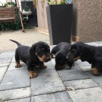 Jazvečík čierný s pálením