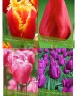 Predam Tulipany / Cesnaky a Nercisy