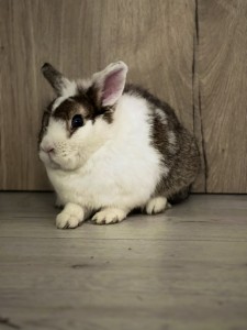 Predám Králika Trpazličieho