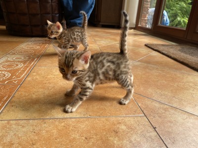 Bengálske mačiatka