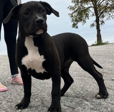 American bully xl