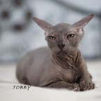 Don sphynx -bezsrsté mačiatka