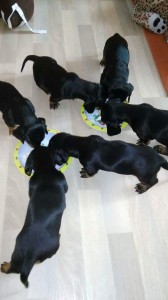 Šteniatka krátkosrstého jazvečíka