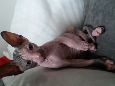 Maciatka sphynx