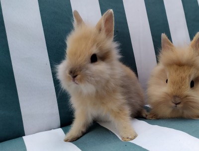 Zakrslé králiky