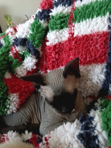 predám mačiatko sphynx