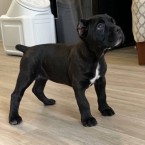 Čistokrvné šteniatka Cane Corso