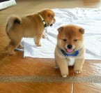 Predám šteniatka mini shiba inu