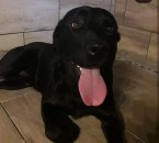 Darujem psíka - čierny labrador