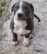 American bully XL s PP