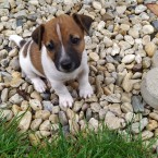 Preám šteniatka Jack Russell Teriér