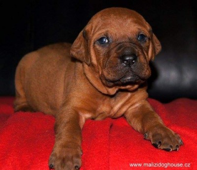 Tosa inu štěnata v barvě červené a