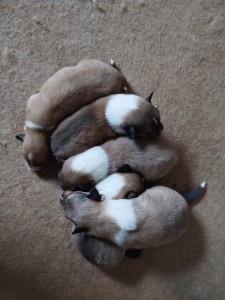 Steniatka kolia dlhosrsta