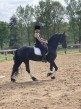 Rozkošný 5-ročný frízsky konský valach