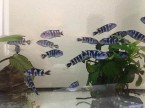 PREDAM AFRICKE CICHLIDY Pseudotropheus Demasoni