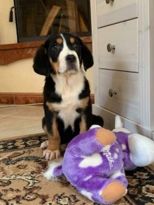 Veľký švajčiarsky salašnícky pes