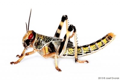 Sarančatá a cvrčky