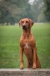 Prodám štěňátka rhodéského ridgebacka