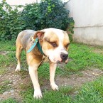 Americký staffordshirský terrier