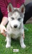 šteniatka Sibírsky Husky