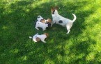 Preám šteniatka Jack Russell Teriér
