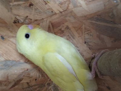 Andulky tohtoročné