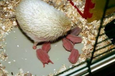 Miniježko na predaj