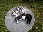 4 pritulne maciatka hladaju domov