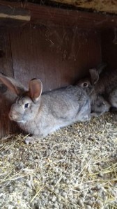 Predám kraliky 3kus /30€