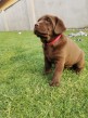 Predám šteniatka čoko Labradora