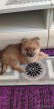 Pomeranian špic mini