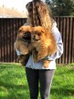 Beautiful Chow Chow puppies