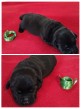 Labrador retriever šteniatka s PP