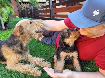 Šteniatka Airedale terriéra