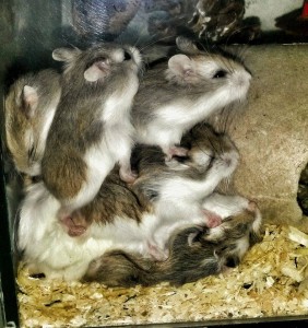 ŠKREČOK ROBOROVSKY