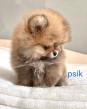 Pomeraniana mini
