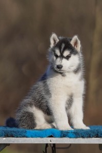 Šteniatka fenky Sibírsky husky s PP